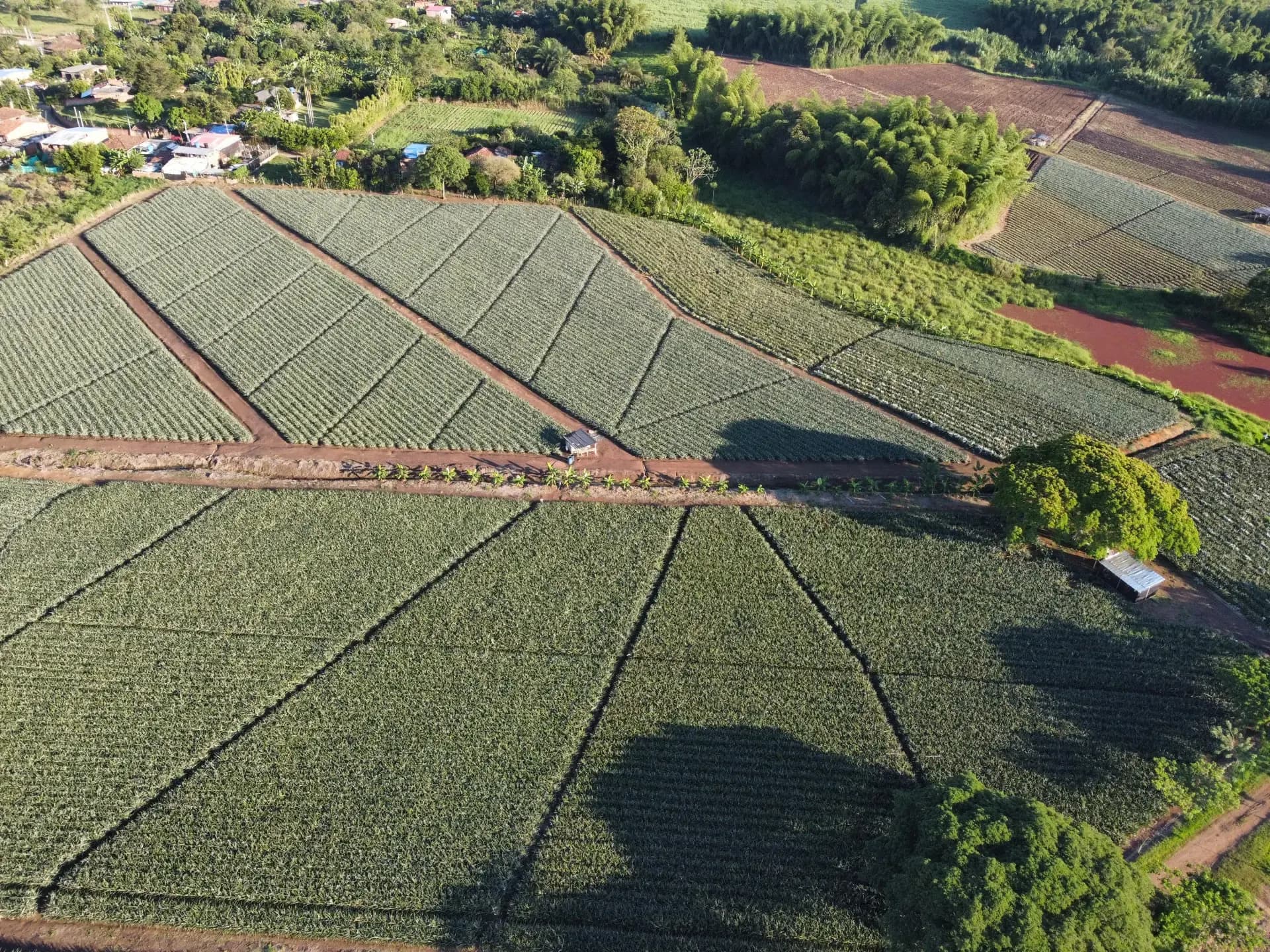 Cultivo de piña Oro Miel de Frutos del Cauca en Vereda la Arrobleda Santander de Quilichao, Cauca