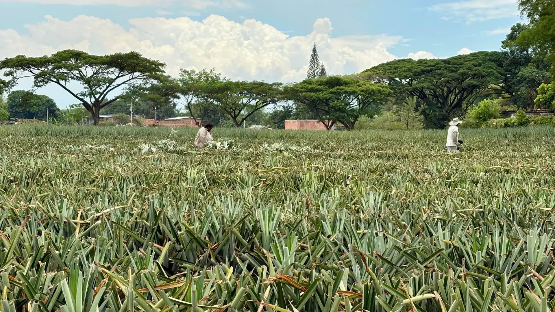 Cultivo de piña Oro Miel de Frutos del Cauca en Vereda la Arrobleda Santander de Quilichao, Cauca