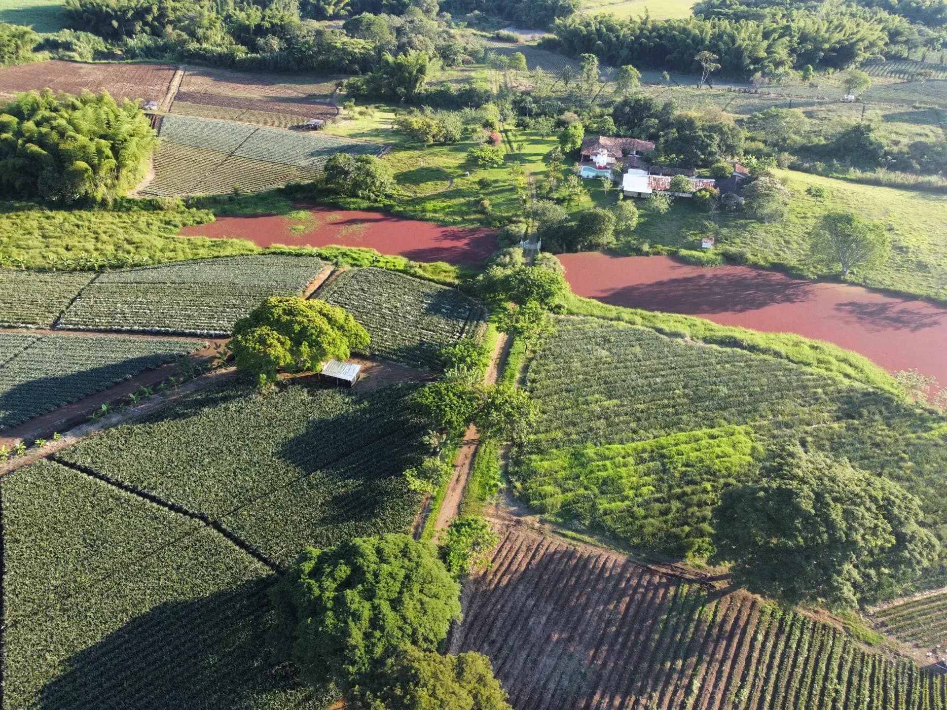 Cultivo de piña Oro Miel de Frutos del Cauca