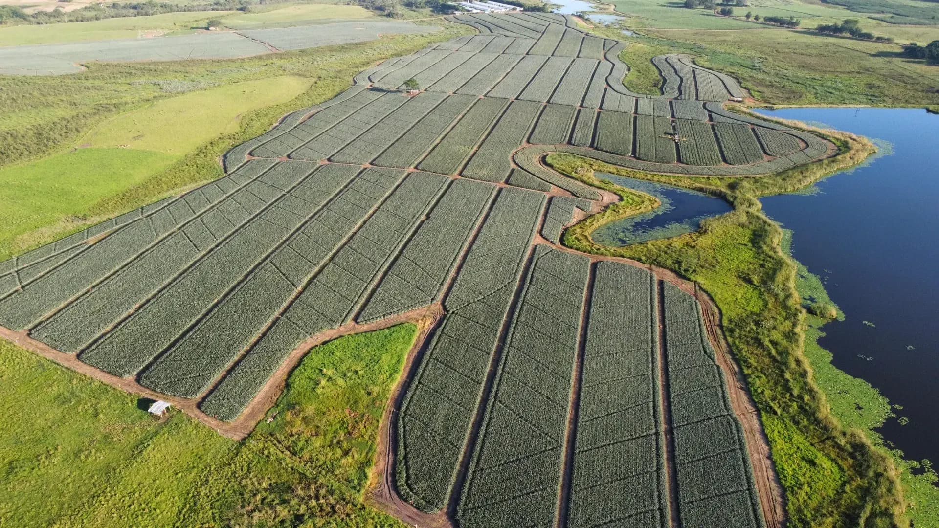 Detalle de cerca de la piña Oro Miel cultivada por Frutos del Cauca