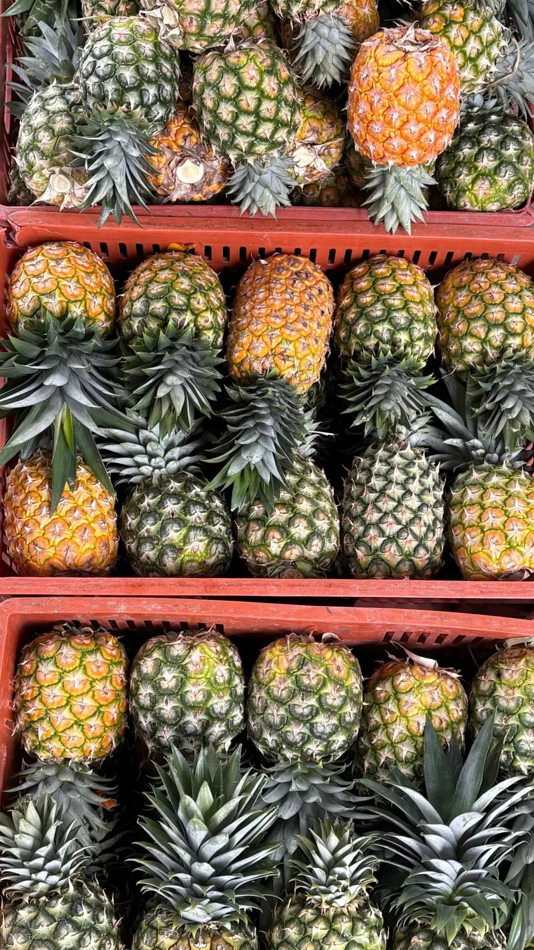 Productores de piña trabajando en el campo en el Cauca